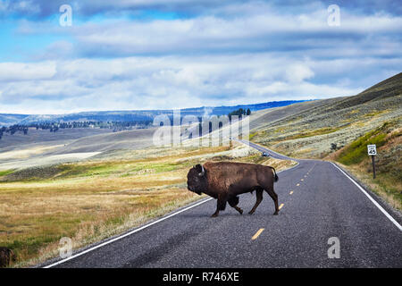 Bison Crossing Road, Yellowstone National Park, Canyon Village, Wyoming, USA Stockfoto