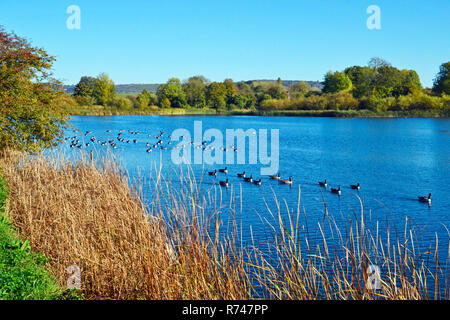 Canada Gänse am Tring Stauseen, Großbritannien Stockfoto