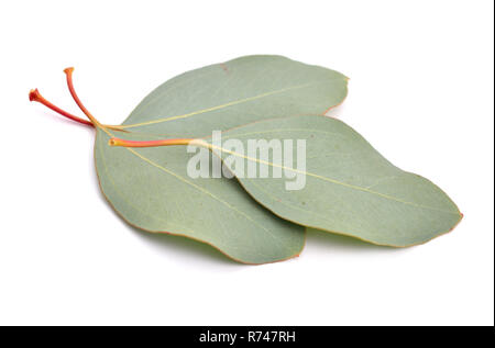 Eukalyptus Blätter. Auf weissem Hintergrund. Stockfoto