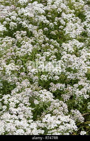 Bittere Schleifenblume, Bitterer Bauernsenf, Iberis Amara, wilde Schleifenblume, Rocket Schleifenblume, bittere Schleifenblume, Hyazinthe Schleifenblume Stockfoto