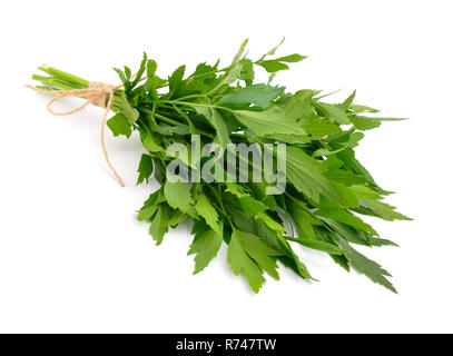 Liebstöckel, Levisticum officinale. Auf weissem backgrounbd isoliert. Stockfoto