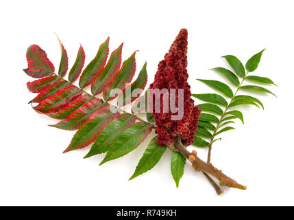 Steinfrüchte eines Staghorn sumac auf weißem Hintergrund. Stockfoto