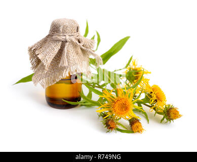 Inula Britannica, die Britische yellowhead oder Wiese fleabane. Auf weissem Hintergrund. Stockfoto