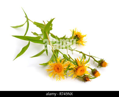 Inula Britannica, die Britische yellowhead oder Wiese fleabane Stockfoto