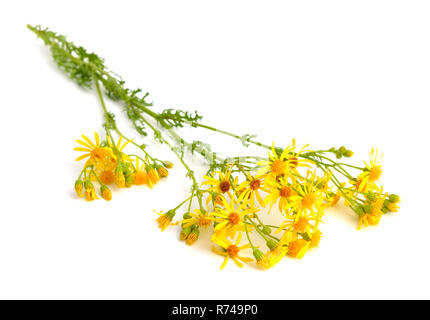 Extensa vulgaris, Cardamine pratensis, ragwort, common ragwort, stinkenden Willie, Tansy ragwort, benweed, St. James - Johanniskraut, ragweed, stinkenden Nanny/ninny/w Stockfoto