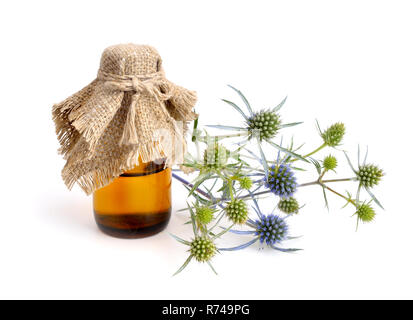 Eryngium, eryngo und Marigold. Auf weissem Hintergrund. Stockfoto