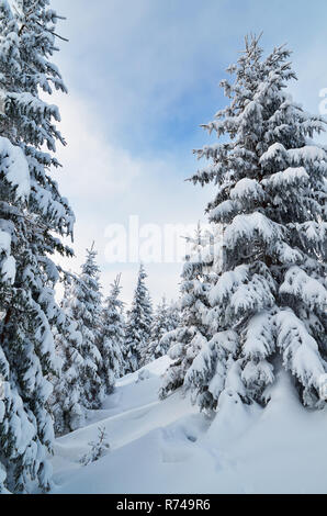 Winterlandschaft in einem Bergwald. Frischer Schnee auf die Tannen Stockfoto