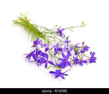 Delphinium grandiflorum oder larkspur. Auf weissem Hintergrund. Stockfoto