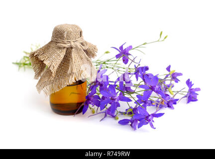 Delphinium grandiflorum oder larkspur. Auf weissem Hintergrund. Stockfoto