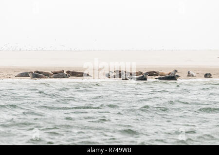 Eine Gruppe von Dichtungen liegen auf einer Sandbank vor der Küste im Wattenmeer in den Niederlanden. Stockfoto