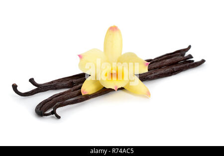 Vanilleschoten mit einem gelben Orchidee. Auf weissem Hintergrund. Stockfoto