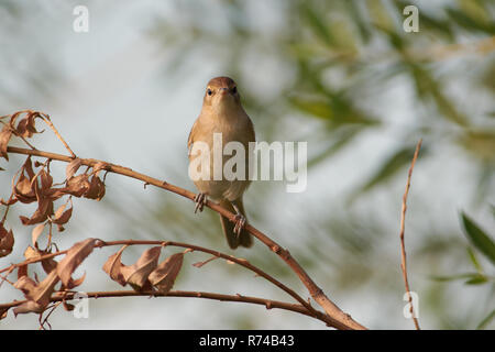 Marsh Warbler (Acrocephalus palustris) sitzt auf einem Zweig einer Trauerweide mitten im Sommer Wiese (direkt in die Linse). Stockfoto