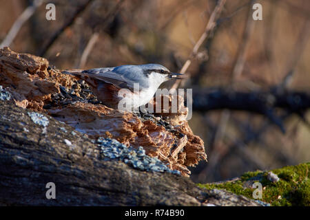 Eurasischen Kleiber (Holz Kleiber) sitzt auf einem Baumstamm mit einem Samen in seinem Schnabel im Herbst Forest Park. Stockfoto