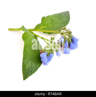 Beinwell (Symphytum) isoliert Stockfoto