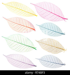 Sammlung von bunten Blätter für Design. Isoliert. Stockfoto