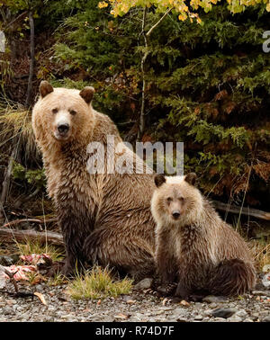 Mutter Grizzly und Cub beobachten River Stockfoto