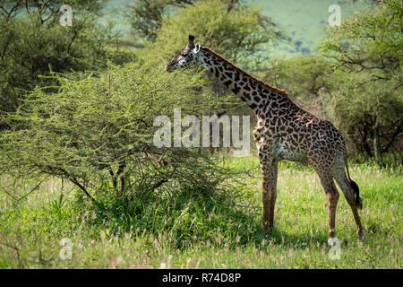 Masai giraffe grast Bush in der grasartigen Clearing Stockfoto