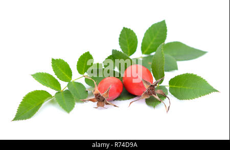Dogrose Zweig mit Beeren. Auf weissem nackground isoliert. Stockfoto
