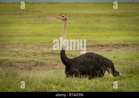 Männliche Strauße auf Gras sieht vor uns liegenden Stockfoto
