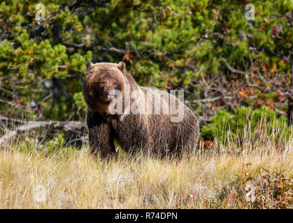 Mutter Grizzly und Cub beobachten River Stockfoto