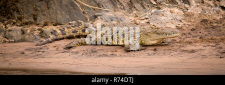 Nilkrokodil auf sandigen Ufer neben Felsen Stockfoto