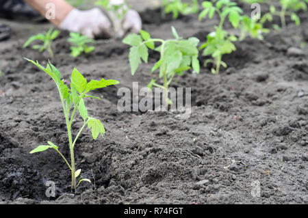 frisch gepflanzten Tomaten Setzlinge im Gemüsegarten, selektiven Fokus auf Vordergrund Stockfoto