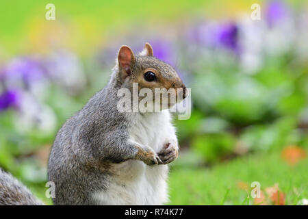 Porträt einer grauhörnchen (sciurus carolinensis) im Park Stockfoto