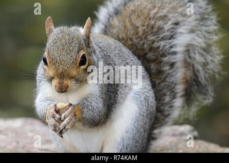 Close up Portrait von ein graues Eichhörnchen (sciurus carolinensis) Essen einer Mutter Stockfoto