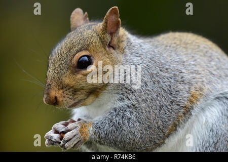 Close up Portrait von ein graues Eichhörnchen (sciurus carolinensis) Essen einer Mutter Stockfoto