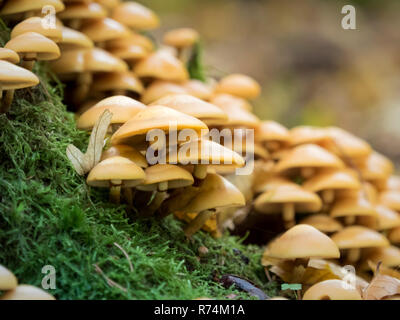 Braun kleine Pilze auf Moos im Wald Stockfoto