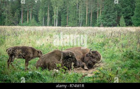 Große Männer der Amerikanischen Bisons im Nationalpark Priokskiy Stockfoto