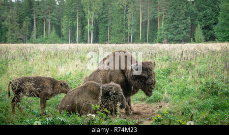 Große Männer der Amerikanischen Bisons im Nationalpark Priokskiy Stockfoto