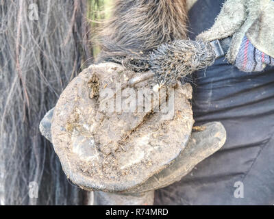 Assistent von Schmied halten Huf auf die Hinterhand des Pferdes. Reinigung der Hufe ohne Hufeisen. Stockfoto