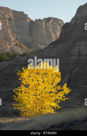 Pappel (Populus canescens) in der Nähe von Ben Reifel Visitor Centre, Herbst, Badlands NP, S. Dakota, USA, von Dominique Braud/Dembinsky Foto Assoc Stockfoto