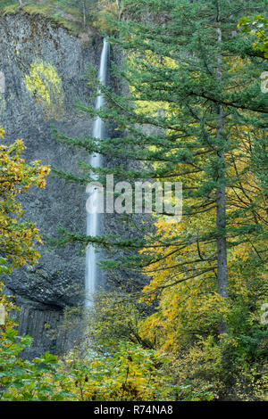 Latourell Falls, 224 Fuß in der Höhe, Multnomah Co., Oktober, Oregon, USA, von Dominique Braud/Dembinsky Foto Assoc Stockfoto