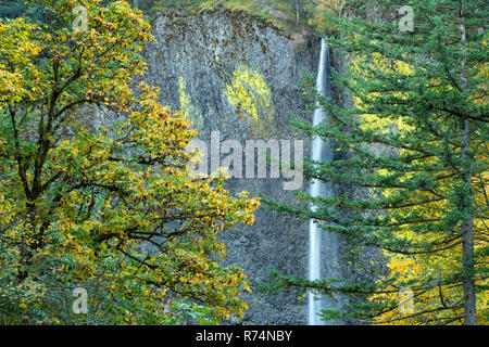 Latourell Falls, 224 Fuß in der Höhe, Multnomah Co., Oktober, Oregon, USA, von Dominique Braud/Dembinsky Foto Assoc Stockfoto