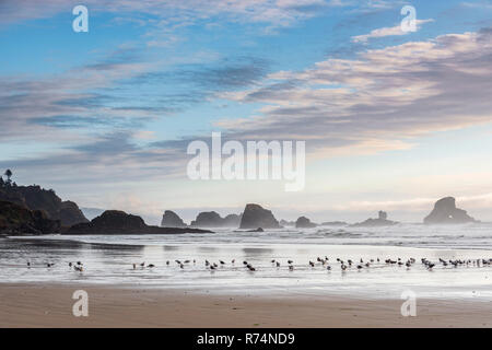 Die Möwen, die Indischen Strand, Abend, Ecola State Park, Fallen, ODER, USA, von Dominique Braud/Dembinsky Foto Assoc Stockfoto