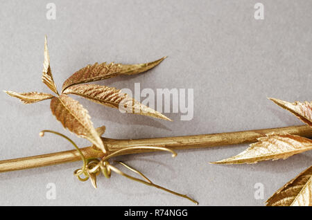 Wilden Trauben Blätter in Gold bemalt. Konzept noch Leben auf grauem Hintergrund. Stockfoto