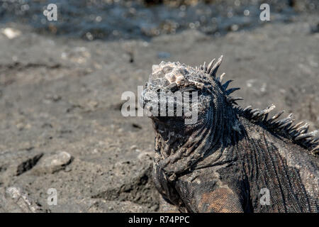 Marine iguana Nahaufnahme Stockfoto