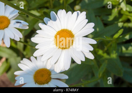 Grosse Daisy Flower in einem Garten blühen Stockfoto