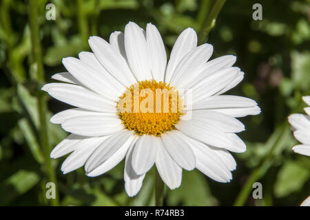 Grosse Daisy Flower in einem Garten blühen Stockfoto