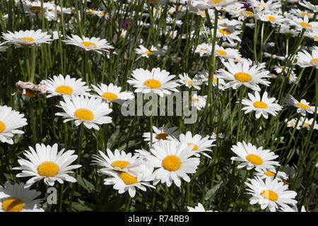 Meer von Daisy Blumen in einem Garten Stockfoto