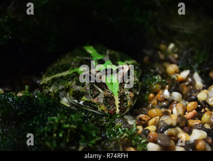 Grüne horned Frog/Die chachoan horned Frog auf Felsen verstecken Kies im Hohlraum - Argentinien horned Frog Stockfoto