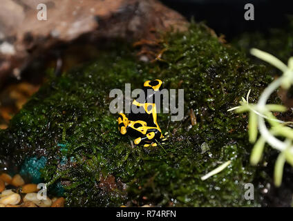 Pfeilgiftfrosch Venom/Gelb gebändert Poison dart Frog - auch Gelb vorangegangen Poison dart Frog und Bumblebee poison dart Standortwahl auf Grün mos bekannt Stockfoto