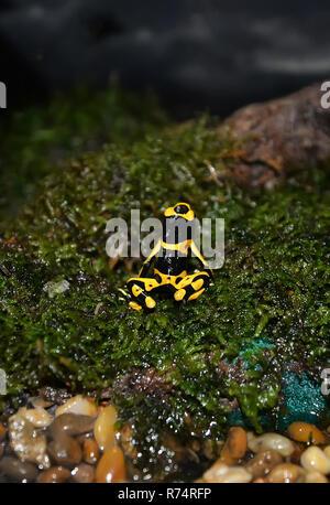 Pfeilgiftfrosch Venom/Gelb gebändert Poison dart Frog - auch Gelb vorangegangen Poison dart Frog und Bumblebee poison dart Standortwahl auf Grün mos bekannt Stockfoto