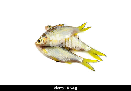 Kleine Fische isoliert/Siam Schlamm karpfen fisch isoliert auf weiss-gelb Schwanz Fisch Stockfoto