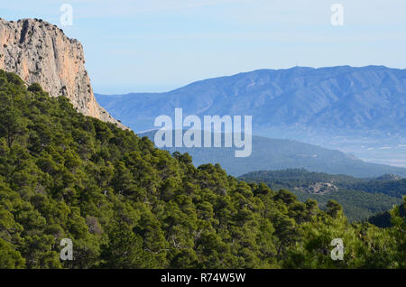 Aleppo-kiefern Wälder in Sierra Espuña massiv, mit der Sierra de Carrascoy im Hintergrund, Murcia (süd-östlichen Spanien) Stockfoto