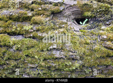 Baumrinde mit Moos und Flechten. Textur. Stockfoto