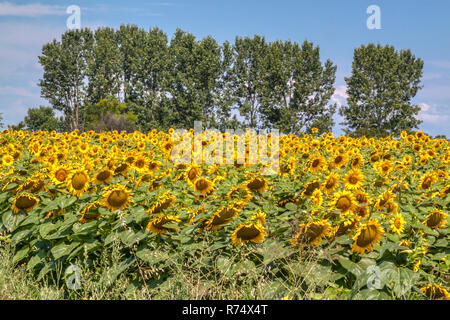 Endlose Bereich der Blühende Sonnenblumen Stockfoto