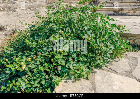 Caper Bush wild wachsen mit kleinen weißen Blüten und Laub. Stockfoto